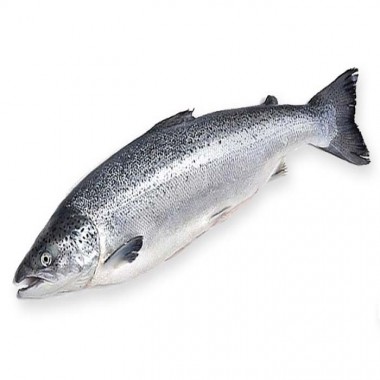 Семга целая  ORD 10-12 кг